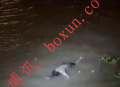 网友反映金边今晚发现一具浮尸 警方已介入调查