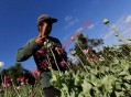 十年峰值！缅甸鸦片种植量激增17%