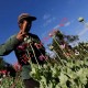 十年峰值！缅甸鸦片种植量激增17%