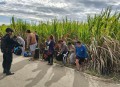赌博网站停业致员工逃回泰国　巡逻队甘蔗地揪出 10 名偷渡者