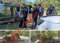妙瓦底诈骗园区惊现被圈养老虎 KNU突袭行动中移交泰国当局