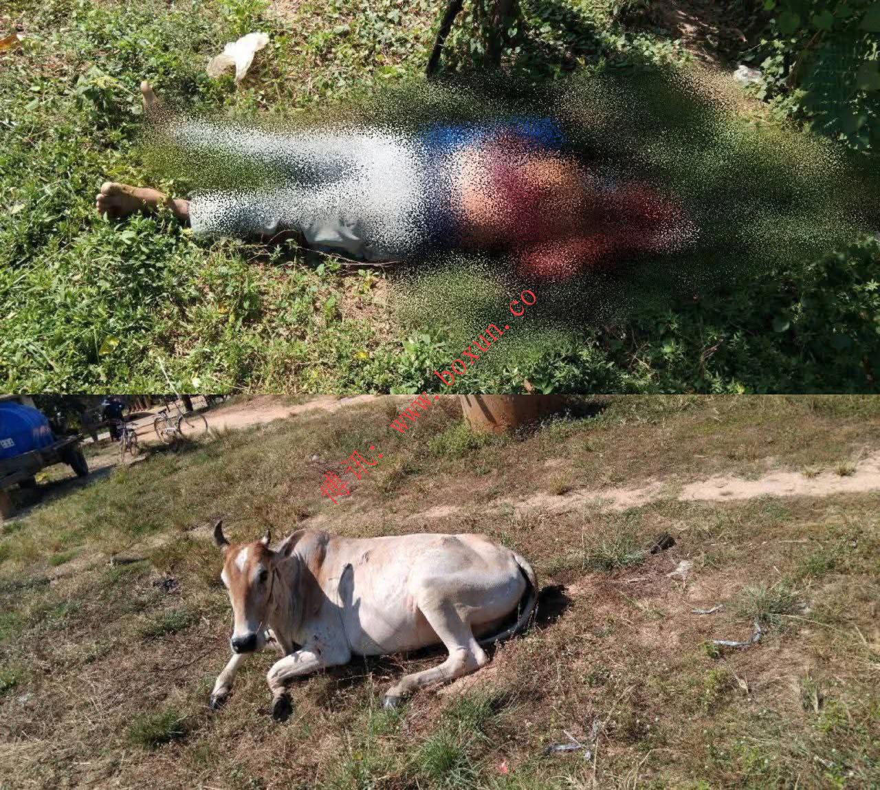 柬埔寨乡议员骑摩托撞牛身亡 警方已找到涉事牛只