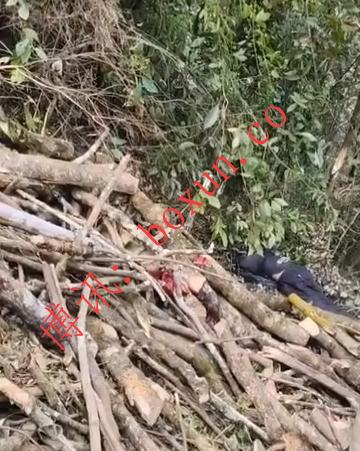 网友投稿称南坎山发生枪杀事件：两名砍柴农民遇害 指控指向同盟军人员