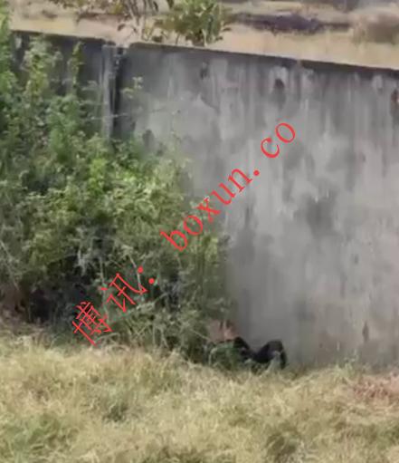 #突发：金边又发现一男尸